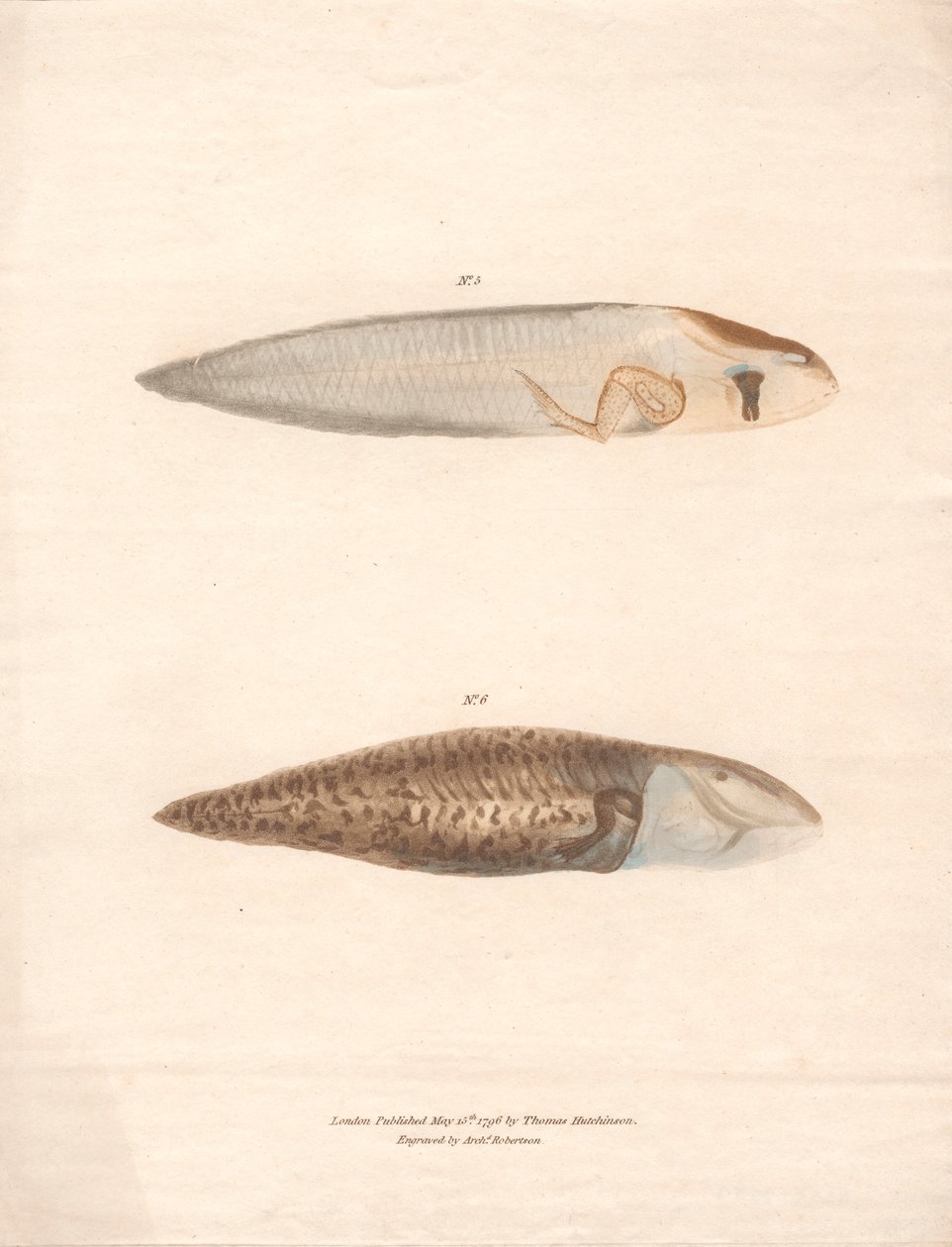 Nº 5 e Nº 6 nas 8 fases de crescimento do Sapo Suriname de Archibald Robertson