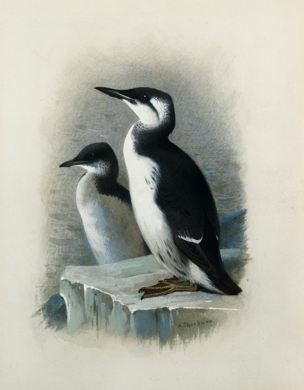 Guillemot de um Brunnich de Archibald Thorburn