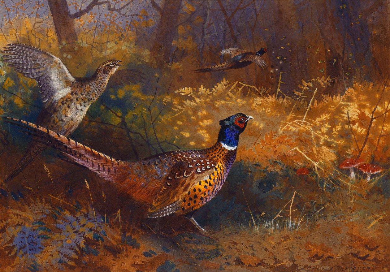 Um galo e faisão na beira de uma floresta de Archibald Thorburn