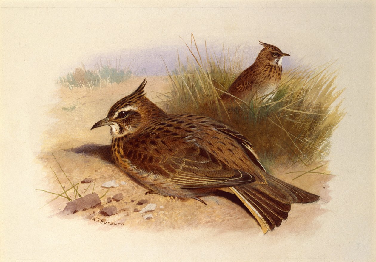 Uma cotovia com crista, pássaros britânicos de Archibald Thorburn