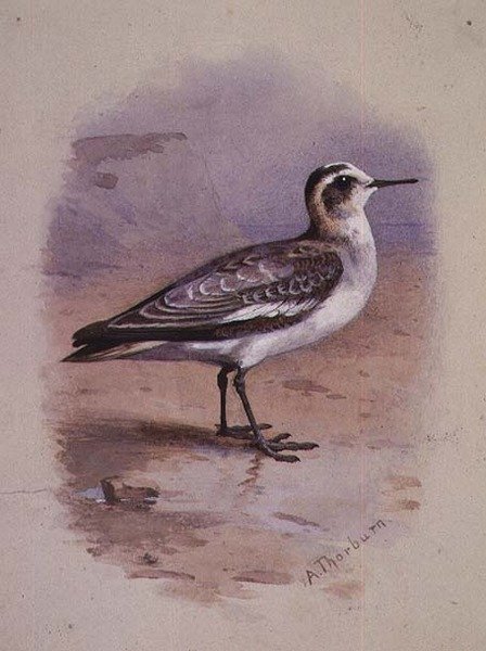 Um Falarope Cinzento (aguarela) de Archibald Thorburn