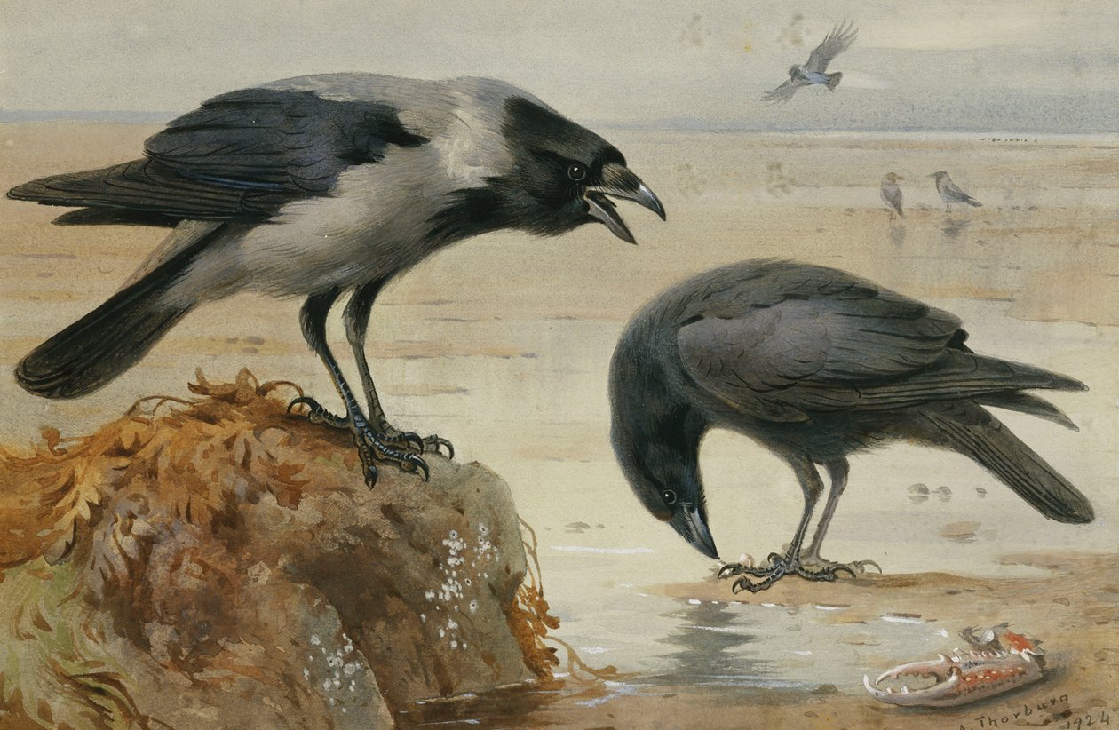 Um corvo encapuzado e um corvo carniceiro de Archibald Thorburn