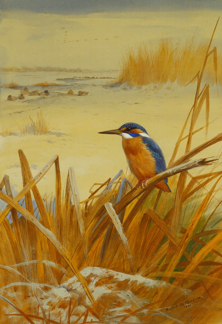 Um Kingfisher entre Juncos no Inverno de Archibald Thorburn