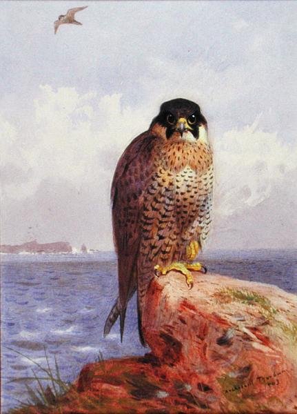 Um Falcão Peregrino junto ao Mar de Archibald Thorburn