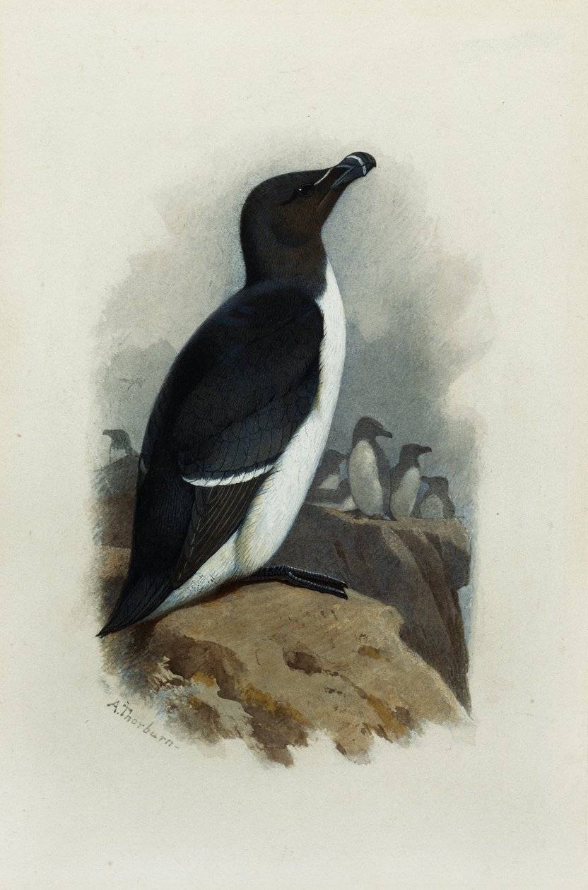 Um Razorbill de Archibald Thorburn