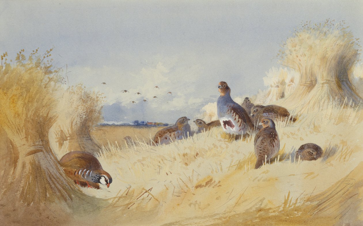 A Red Legged Patridge e um Covey of Grey Patridges de Corn Stooks (lápis e aquarela) de Archibald Thorburn