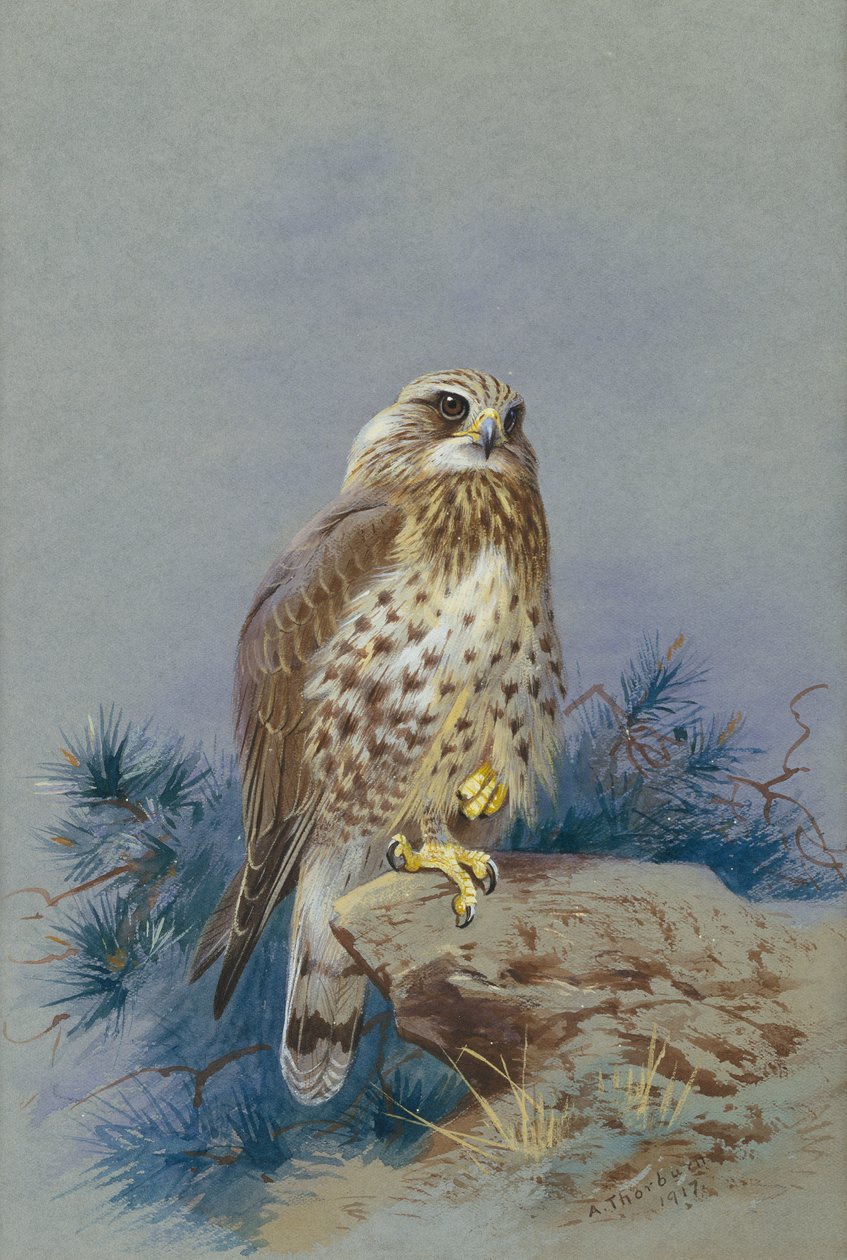Um abutre de pernas ásperas de Archibald Thorburn