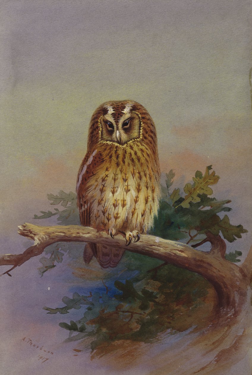 Uma Coruja Tawny empoleirada num ramo de carvalho de Archibald Thorburn