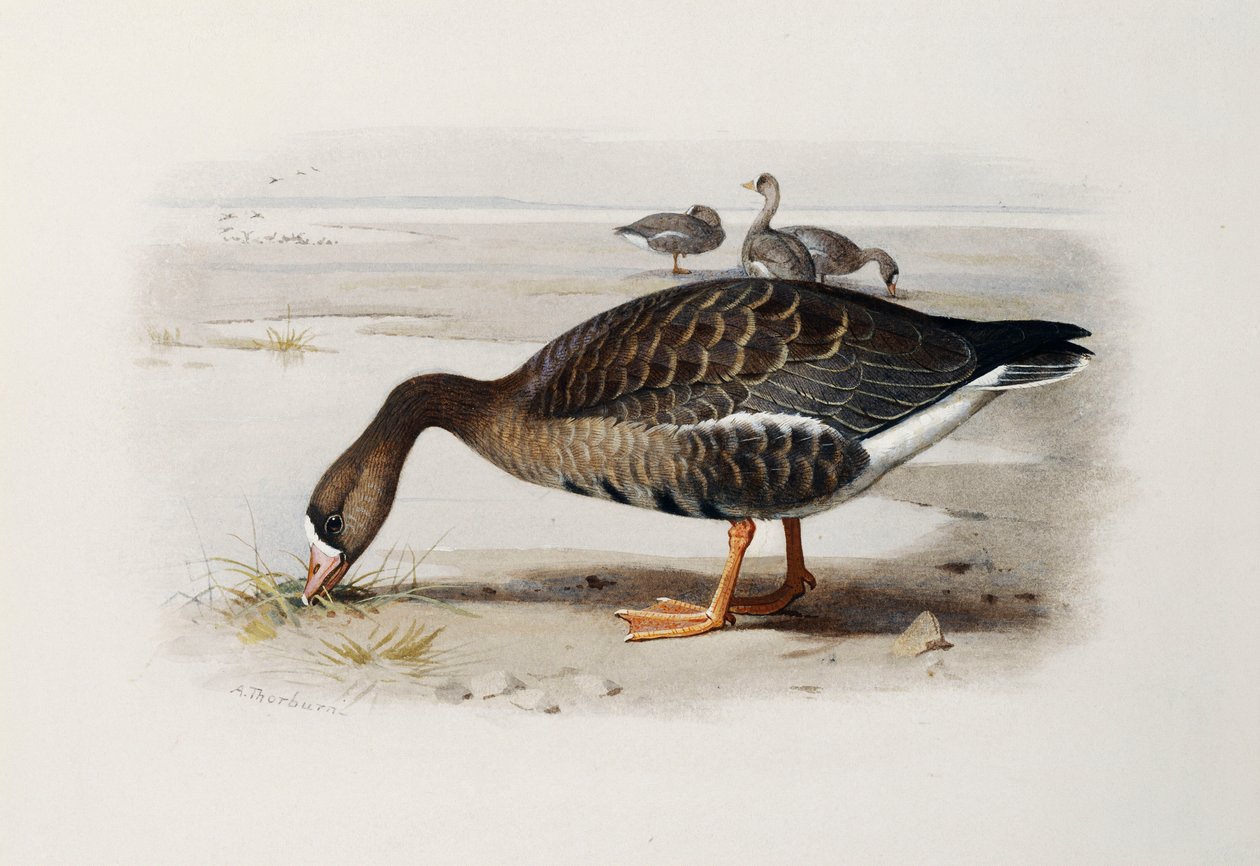 Um ganso de testa branca de Archibald Thorburn