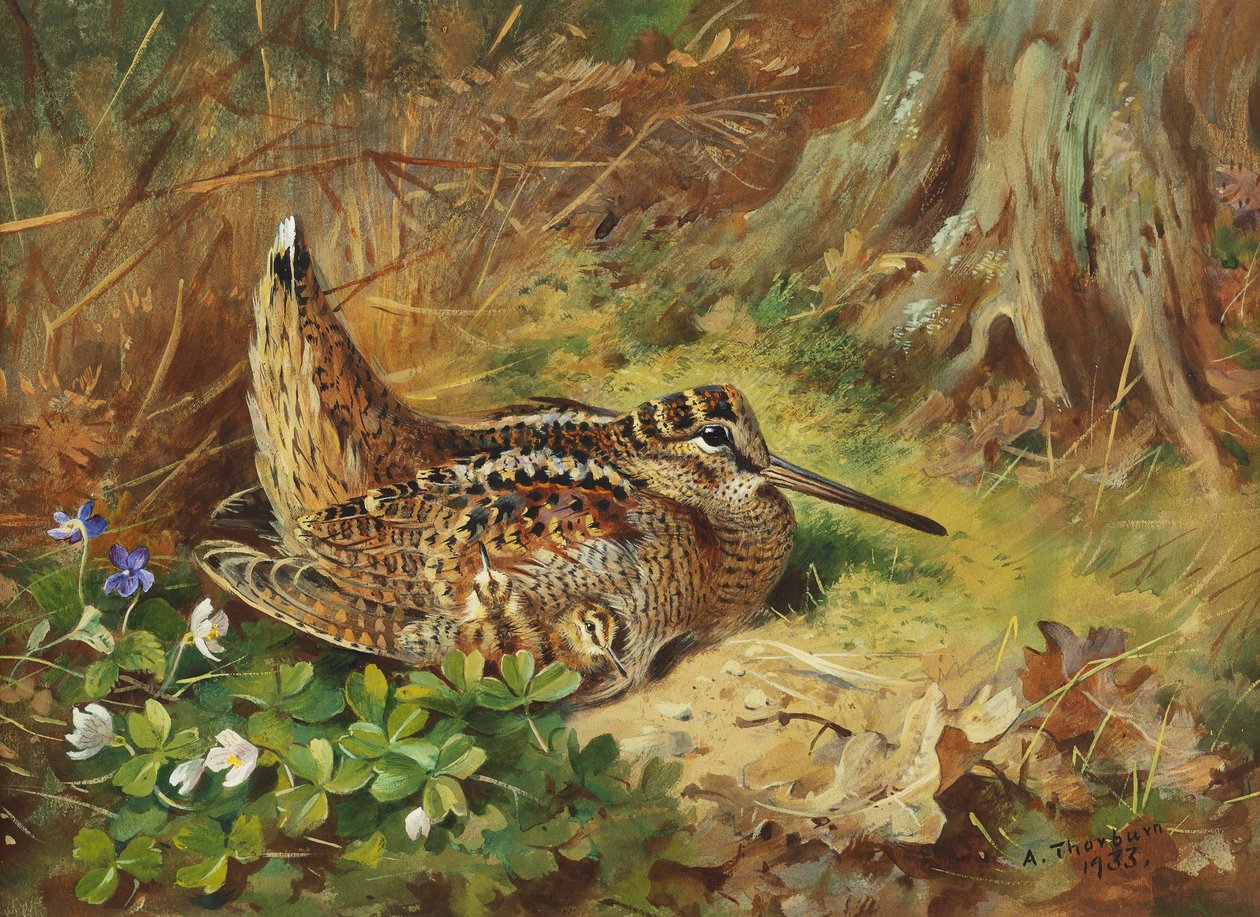 Uma galinhola e pintinhos de Archibald Thorburn
