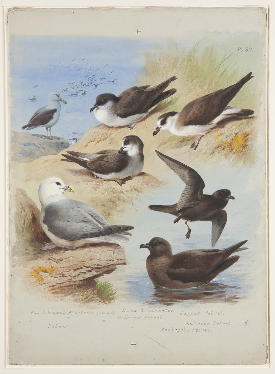 Albatroz, petels, shearwater, fulmar, c.1915 (aguarela e cor de corpo sobre lápis sobre papel) de Archibald Thorburn