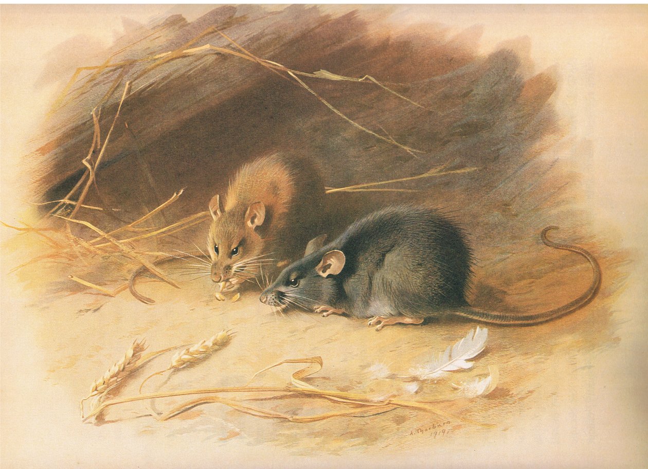 Alexandrine Rat e Black Rat, de Thorburns Mammals, publicado por Longmans and Co, c. 1920 de Archibald Thorburn