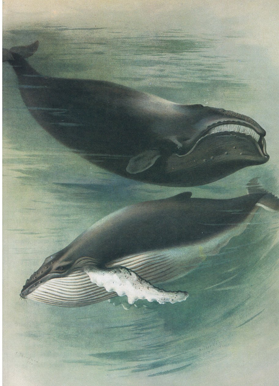 Baleia Branca Atlântica e Baleia Baiacu, de Mamíferos de Thorburn, publicado por Longmans and Co, c. 1920 de Archibald Thorburn