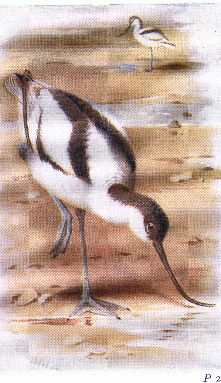 Avocet, de pássaros das ilhas britânicas e seus ovos publicados por Frederick Warne & Co Ltd, 1958 de Archibald Thorburn
