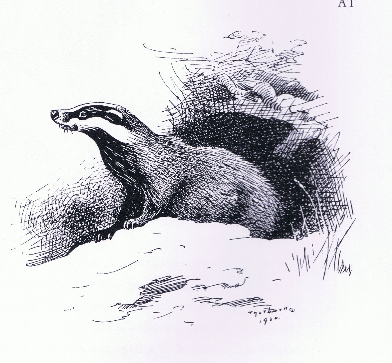 Badger, pub. por Book Club Associates de Archibald Thorburn