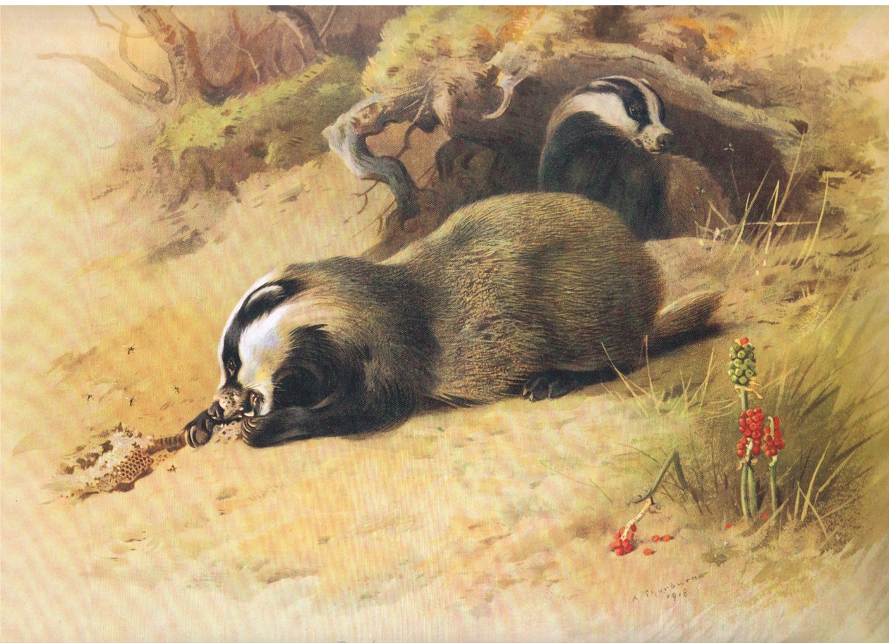 Badgers, de Thorburns Mammals, publicado por Longmans and Co, c. 1920 de Archibald Thorburn