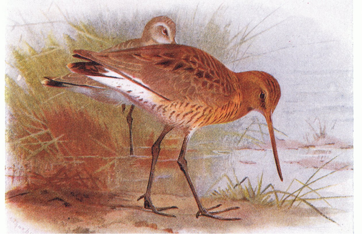 Maçarico-de-cauda-preta, de Pássaros das Ilhas Britânicas e seus ovos publicado por Frederick Warne & Co Ltd, 1958 de Archibald Thorburn