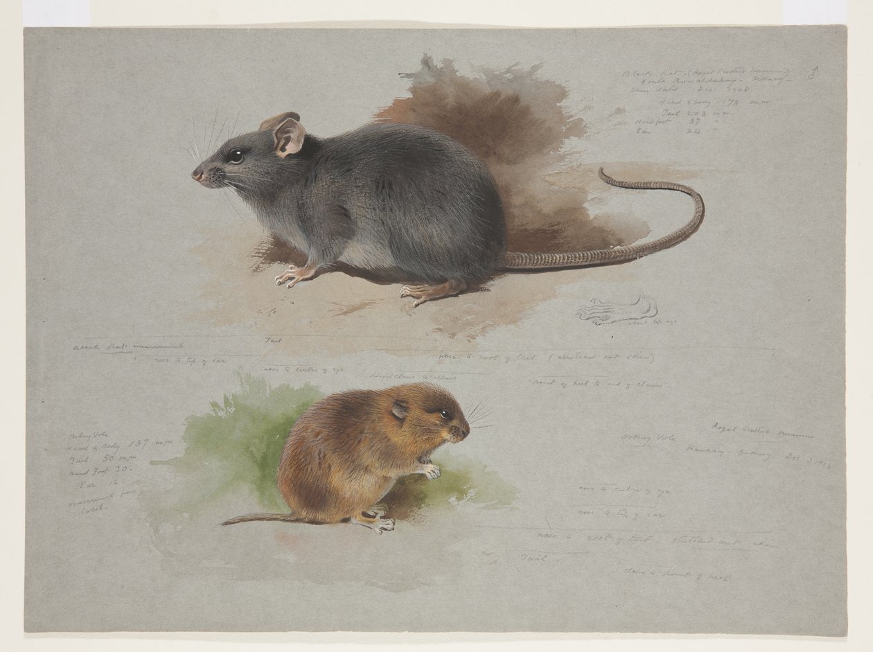 Rato preto e orkney vole, c.1915 (aquarela e cor de corpo sobre lápis sobre papel) de Archibald Thorburn