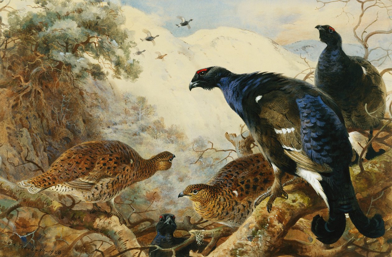 Blackgame de Archibald Thorburn