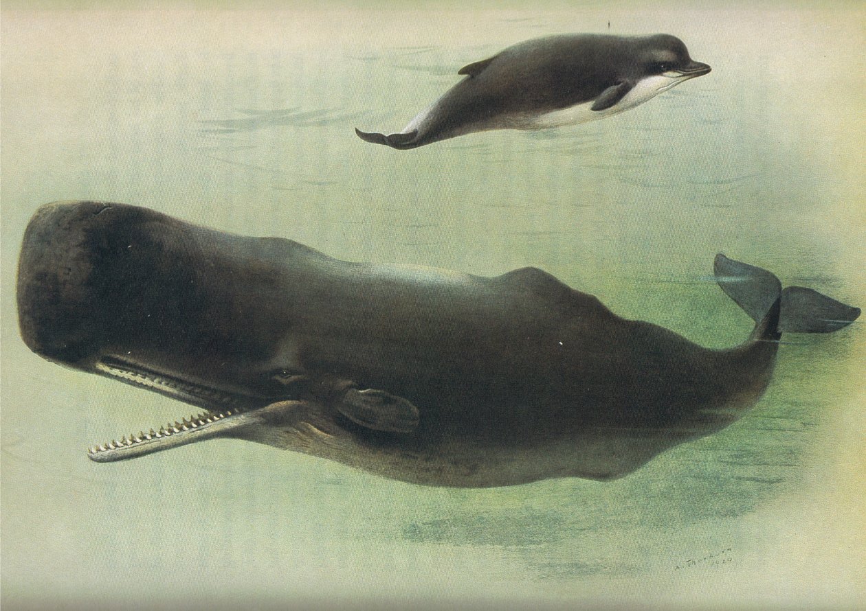 Baleia cheirosa e cachalote, de Thorburns Mammals, publicado por Longmans and Co, c. 1920 de Archibald Thorburn