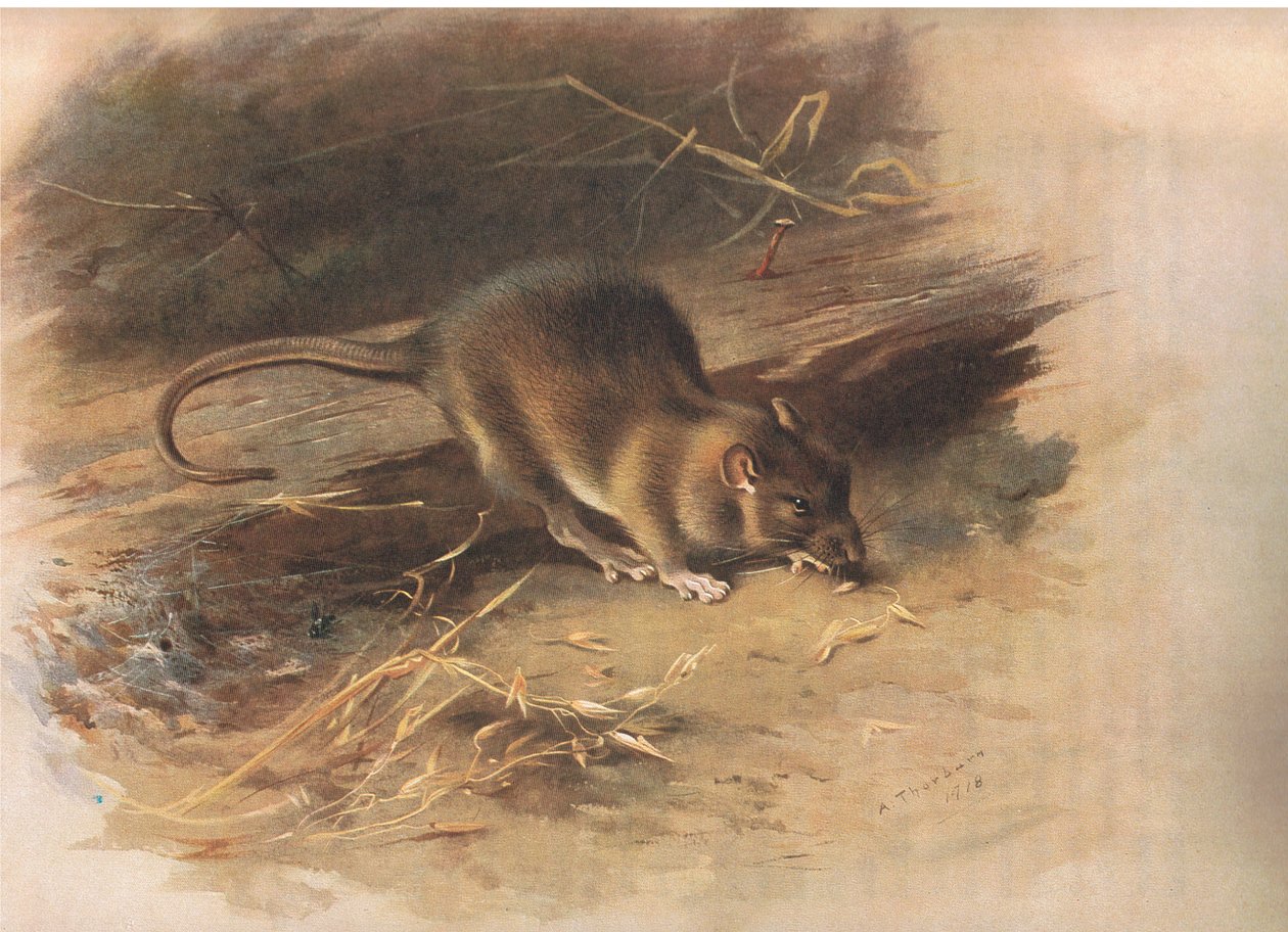 Rat Brown, de Thorburns Mammals publicado por Longmans and Co, c. 1920 de Archibald Thorburn