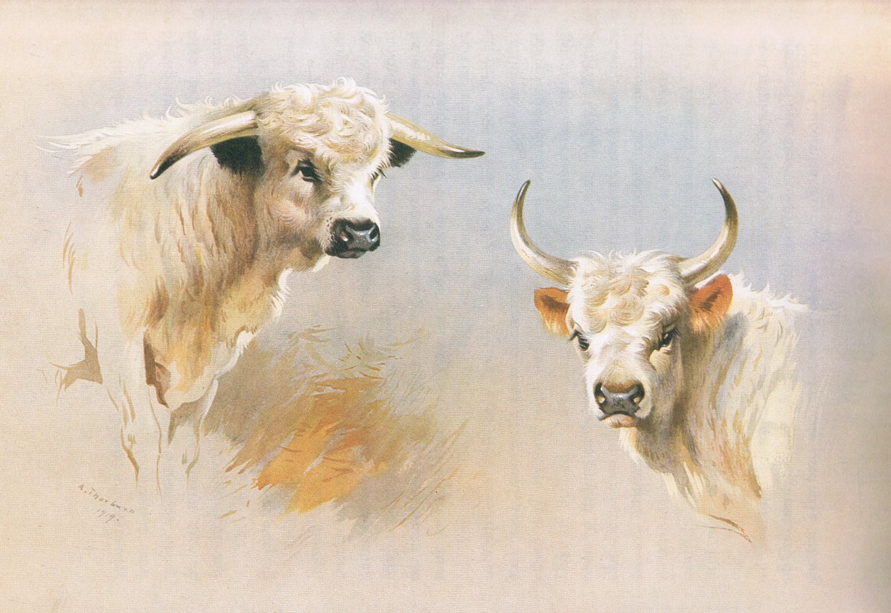 Chartley Bull e Chillingham Bull, de Thorburn "s Mammals publicado por Longmans and Co, c. 1920 de Archibald Thorburn