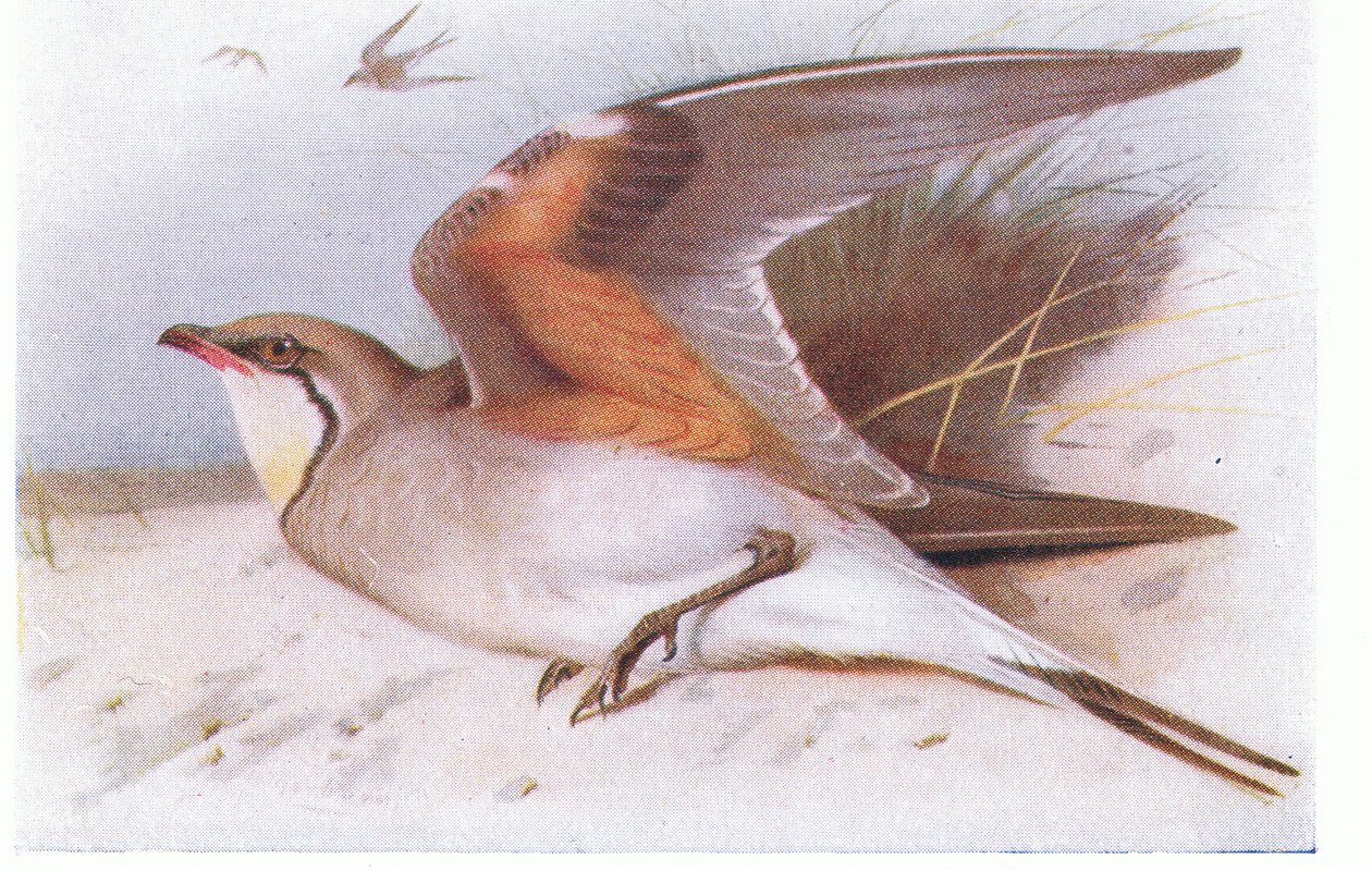 Pratincloe com colarinho, de aves das ilhas britânicas e seus ovos publicado por Frederick Warne & Co Ltd, 1958 de Archibald Thorburn