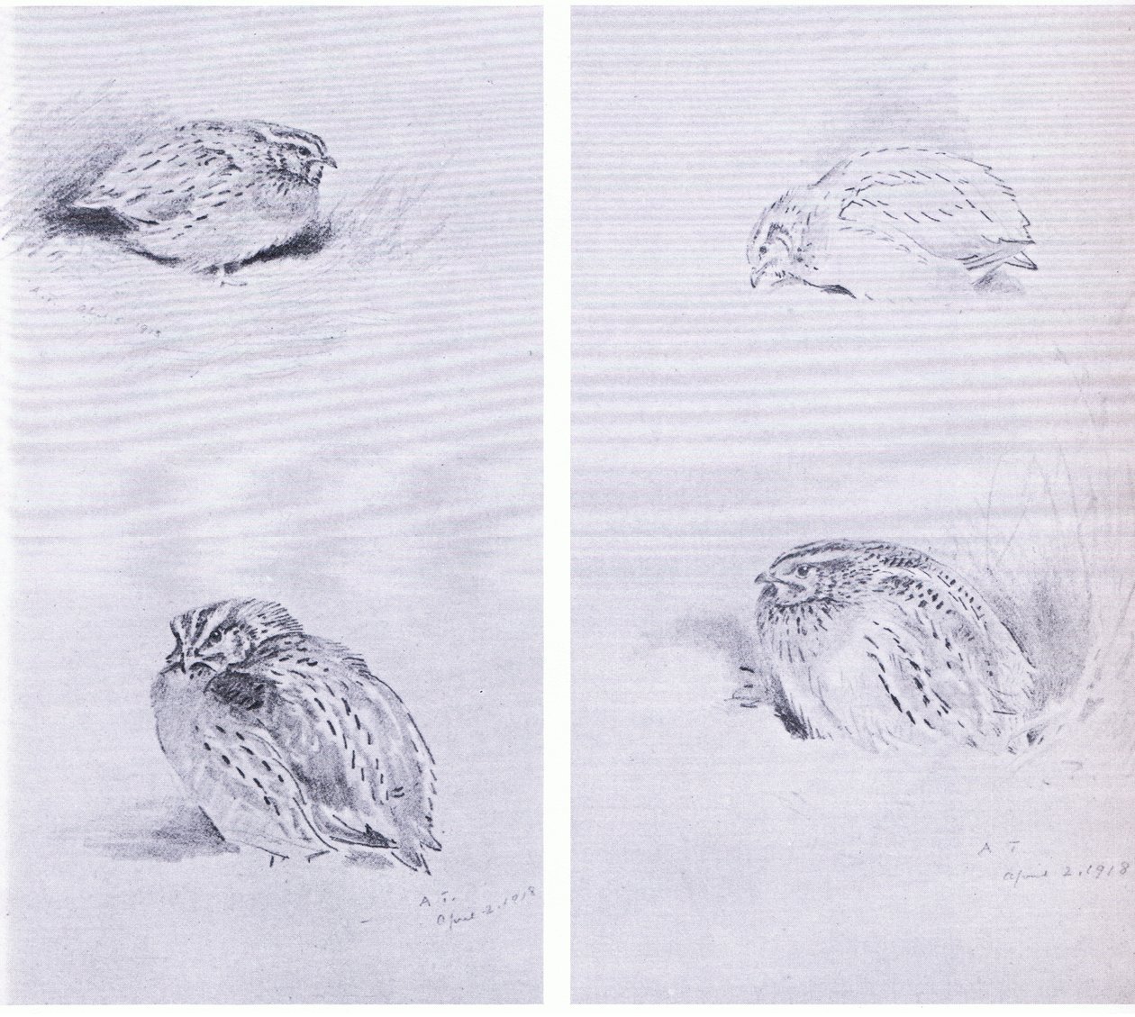 Common Partridge and Quail, pub. por Book Club Associates de Archibald Thorburn