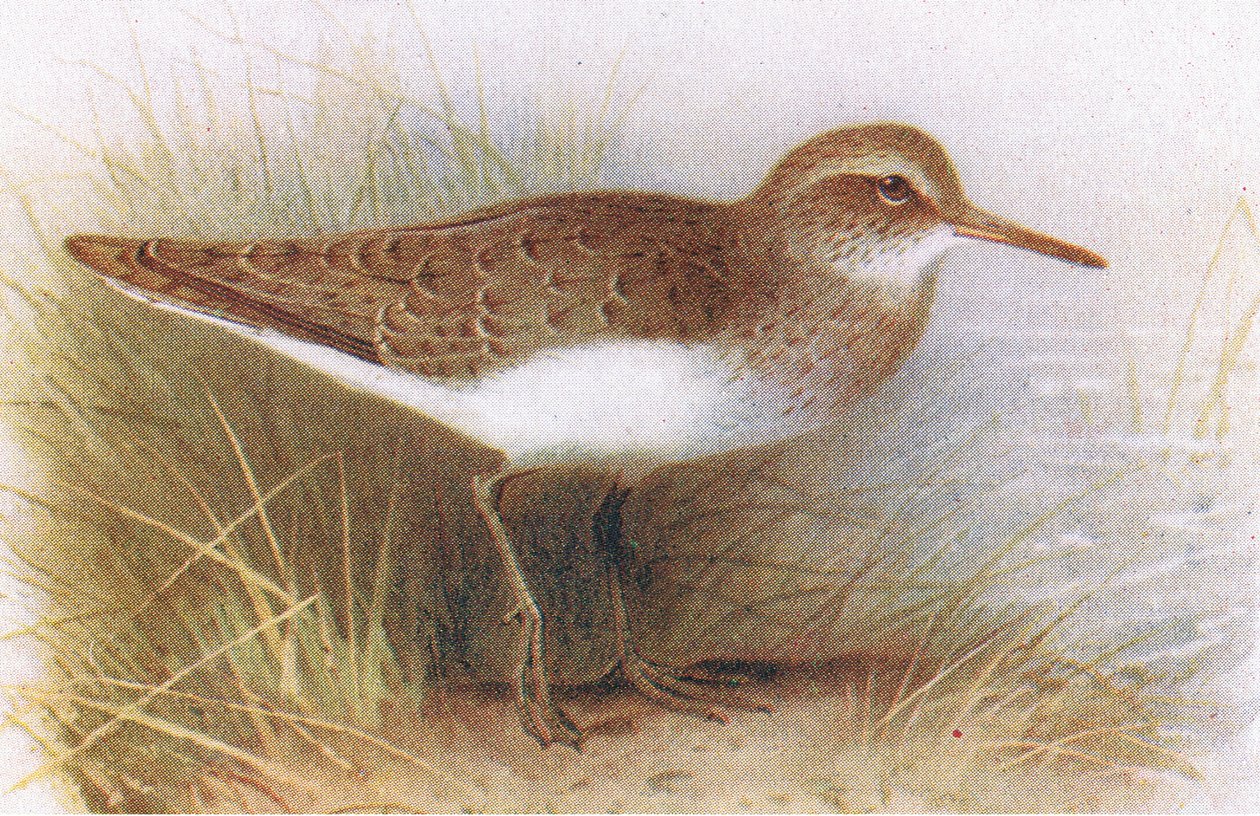 Common Sandpiper, de aves das ilhas britânicas e seus ovos publicado por Frederick Warne & Co Ltd, 1958 de Archibald Thorburn