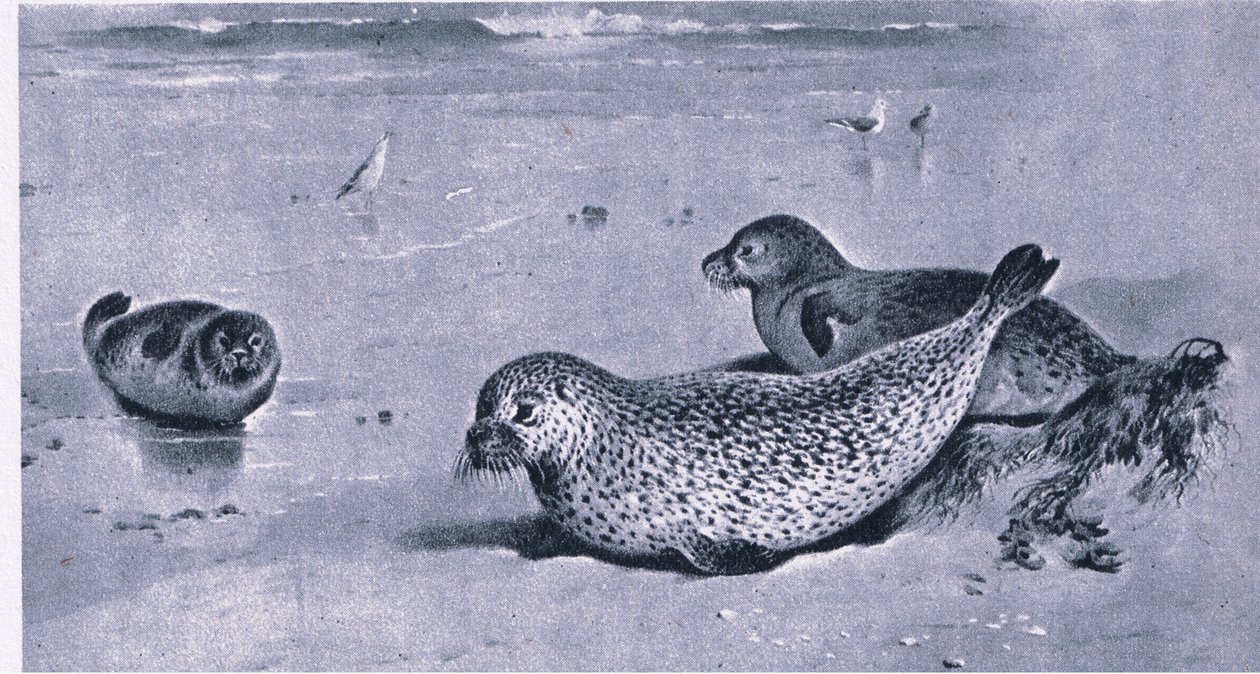 Selo Comum, Nature in Britain publicado pela Collins de Archibald Thorburn