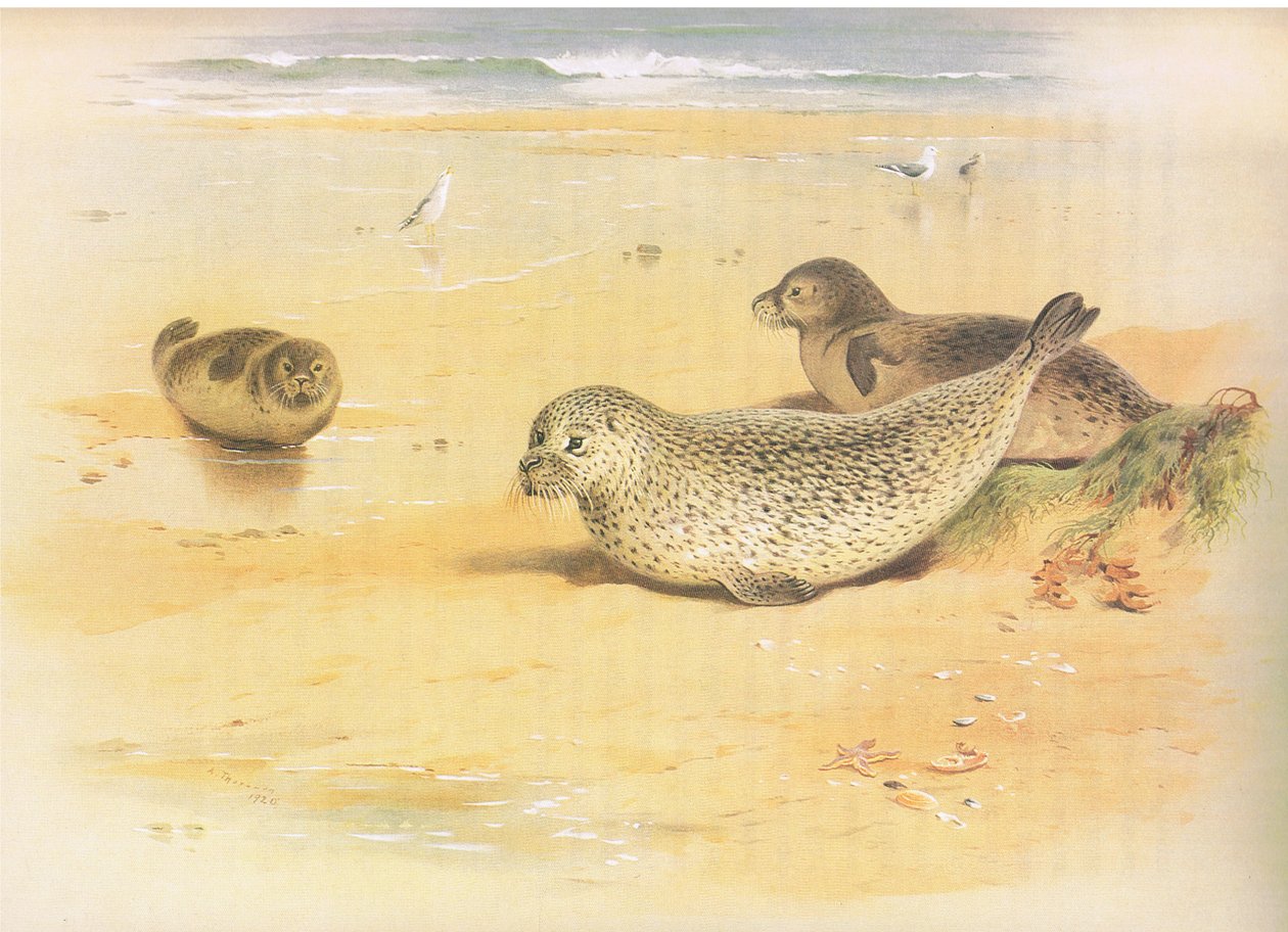 Seal comum, de Thorburns Mammals publicado por Longmans e Co, c. 1920 de Archibald Thorburn
