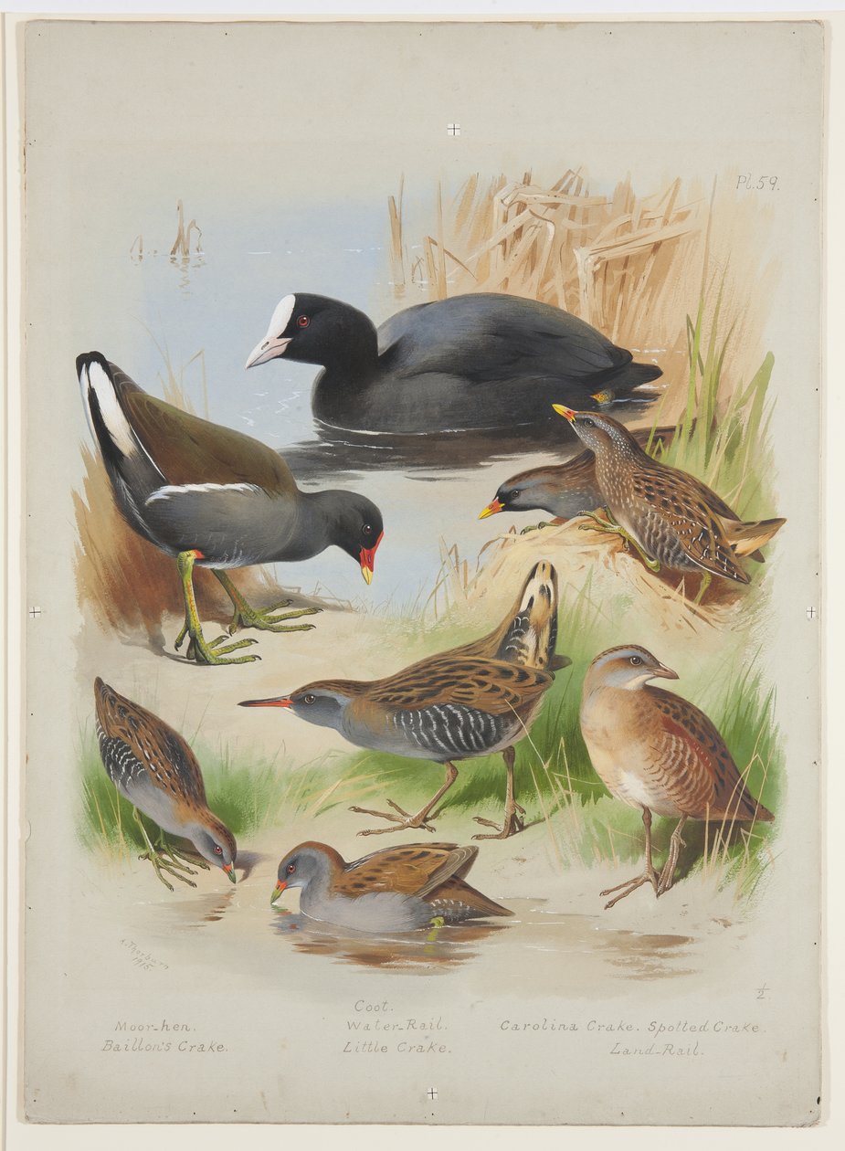 Coot, moorhen, crakes and rails, c.1915 (aguarela e corpinho sobre lápis a bordo) de Archibald Thorburn