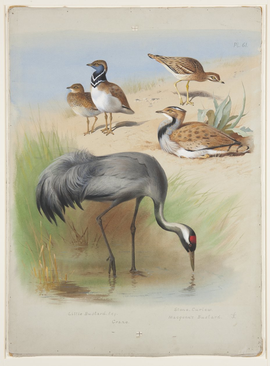 Guindaste, c.1915 (aguarela e cor de corpo sobre lápis sobre papel) de Archibald Thorburn