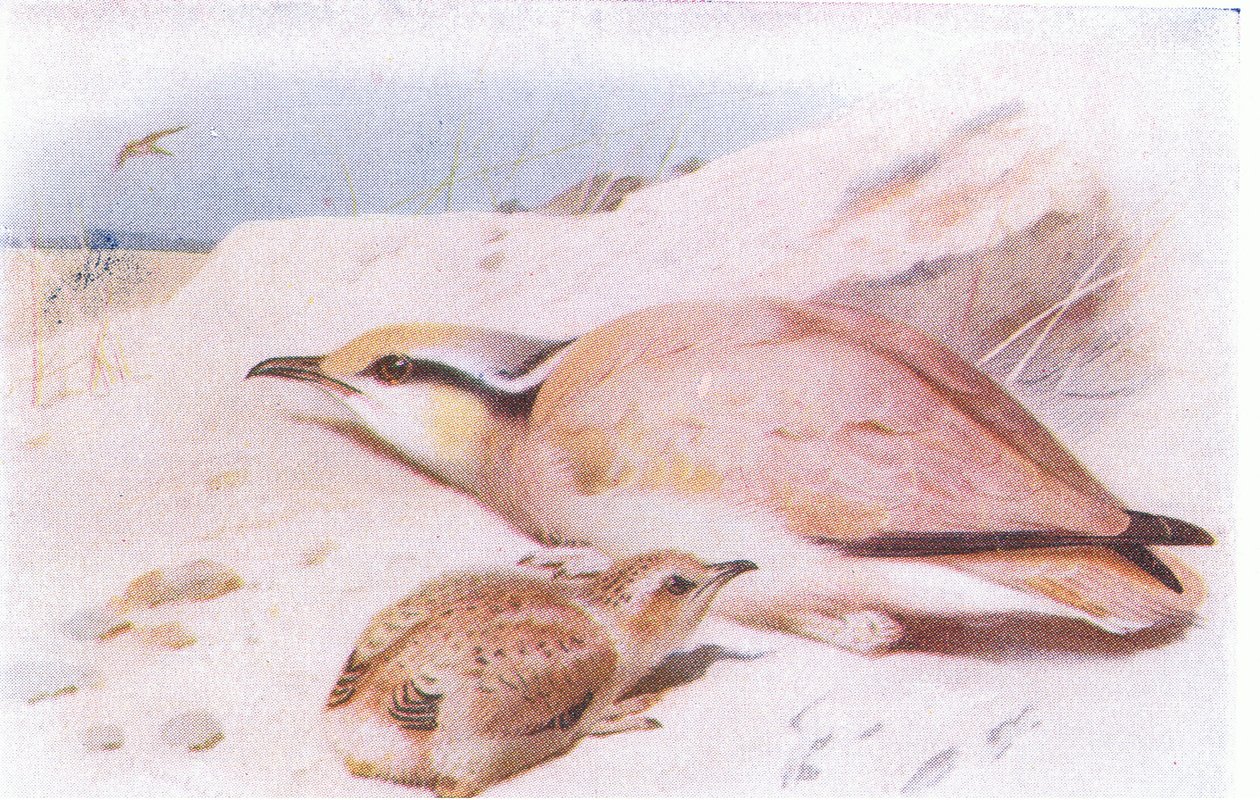 Courser de cor creme, de aves das ilhas britânicas e seus ovos publicado por Frederick Warne & Co Ltd, 1958 de Archibald Thorburn
