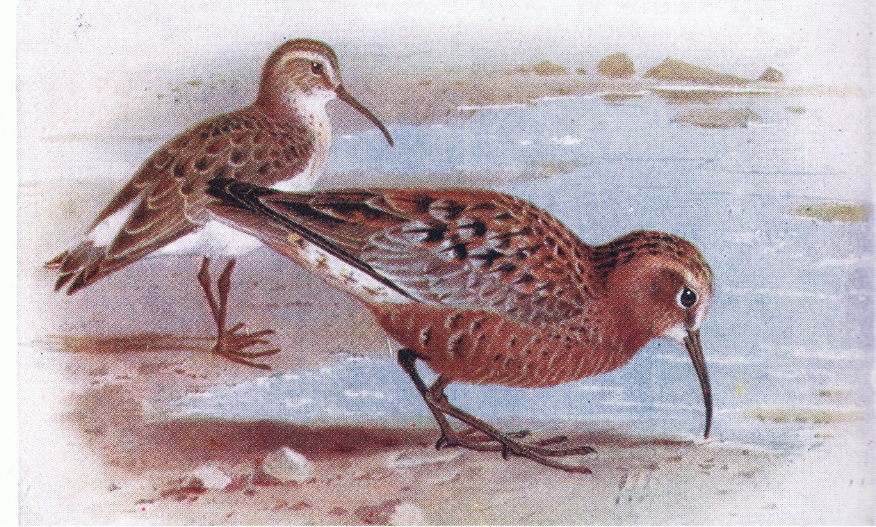 Maçarico-de-maçarico, de Aves das Ilhas Britânicas e seus ovos publicado por Frederick Warne & Co Ltd, 1958 de Archibald Thorburn