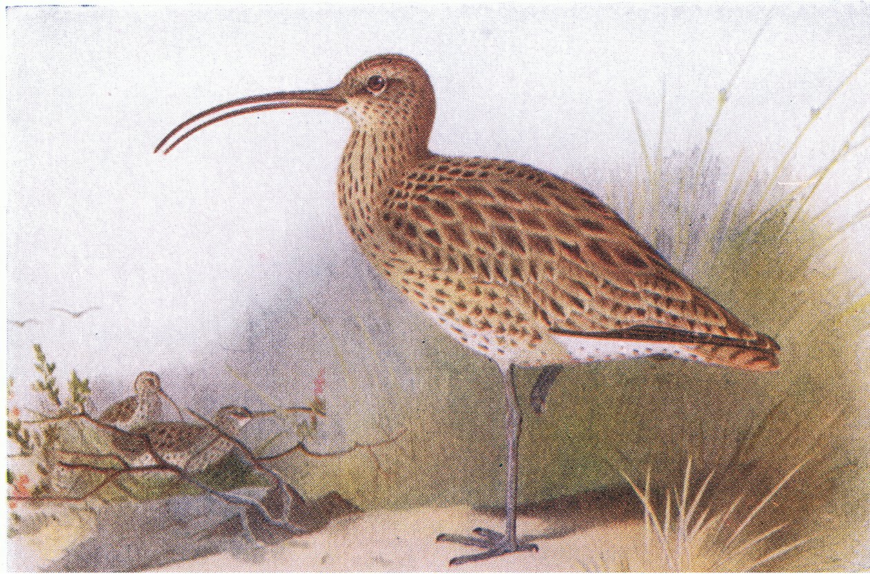 Maçarico, de aves das ilhas britânicas e seus ovos publicado por Frederick Warne & Co Ltd, 1958 de Archibald Thorburn