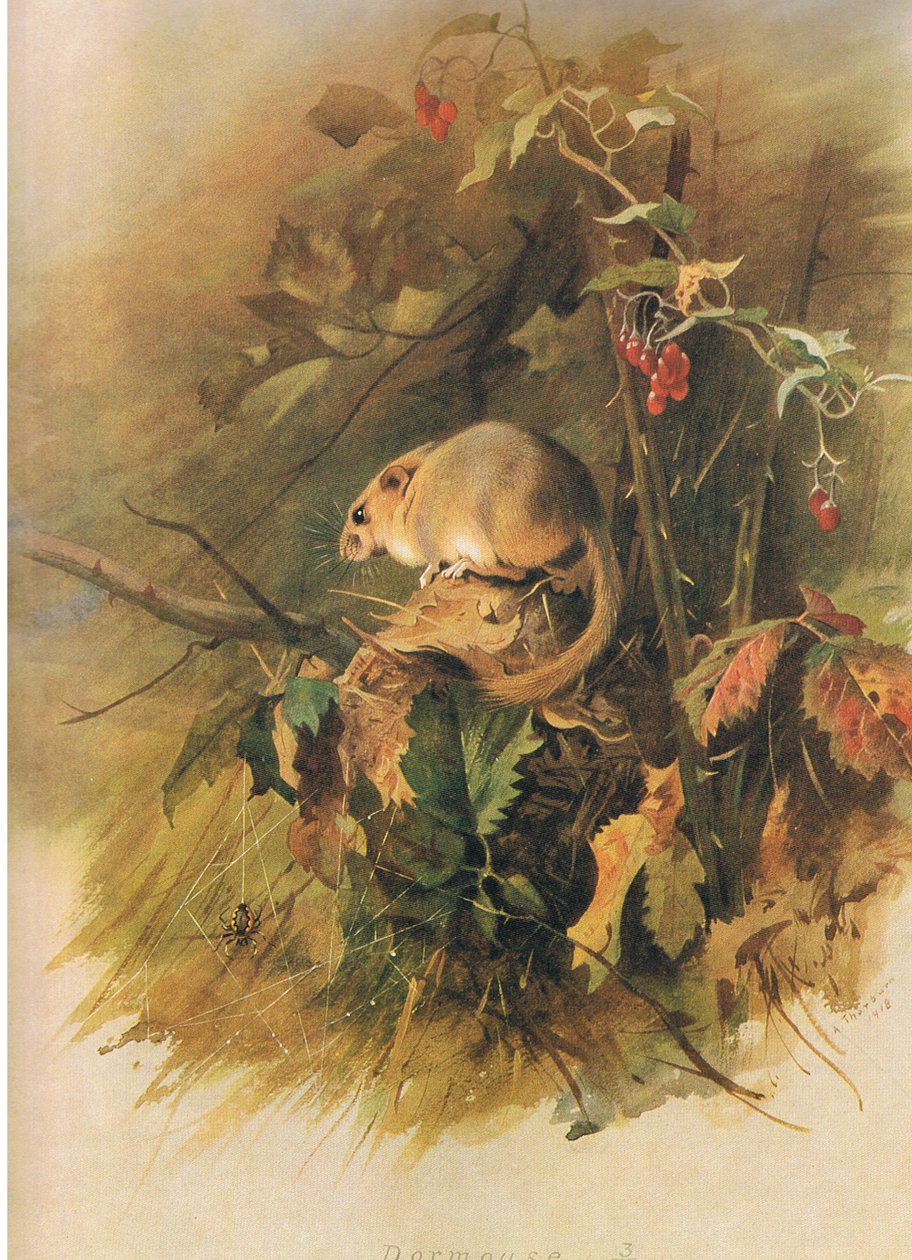 Dormouse, de Thorburns Mammals publicado por Longmans and Co, c. 1920 de Archibald Thorburn