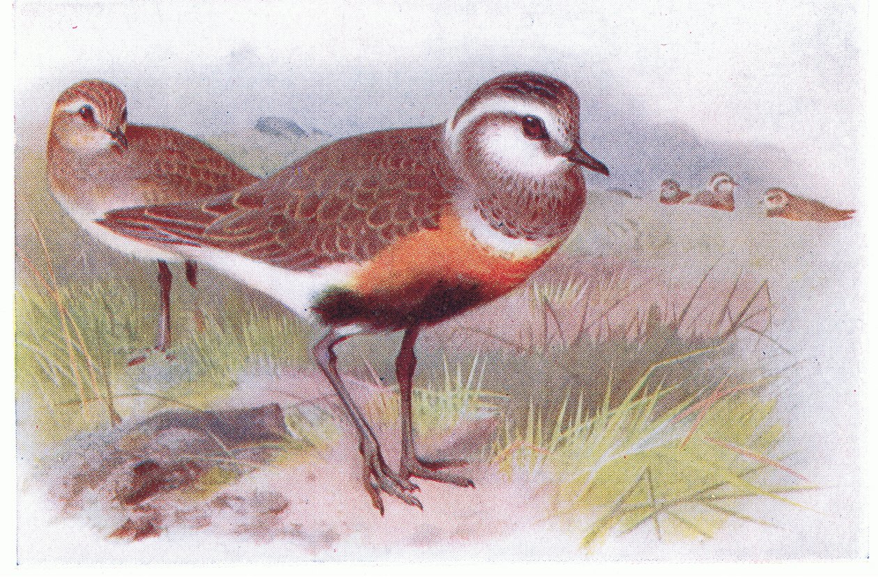 Dotterell, de pássaros das ilhas britânicas e seus ovos publicados por Frederick Warne & Co Ltd, 1958 de Archibald Thorburn