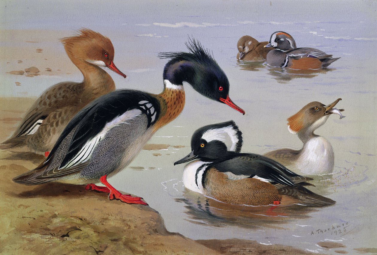 Patos perto de um lago de Archibald Thorburn