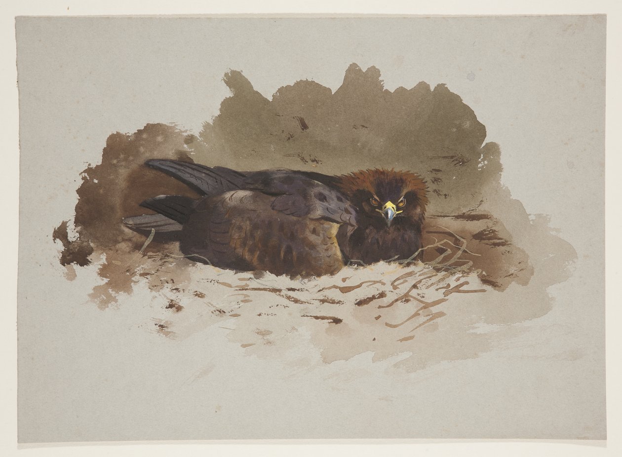 Eagle on nest, c.1915 (aquarela e cor de corpo sobre lápis sobre papel) de Archibald Thorburn