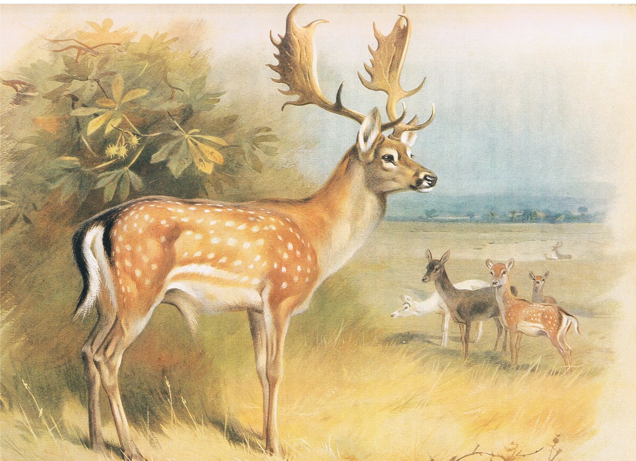 Fallow Deer, de Thorburns Mammals publicado por Longmans and Co, c. 1920 de Archibald Thorburn