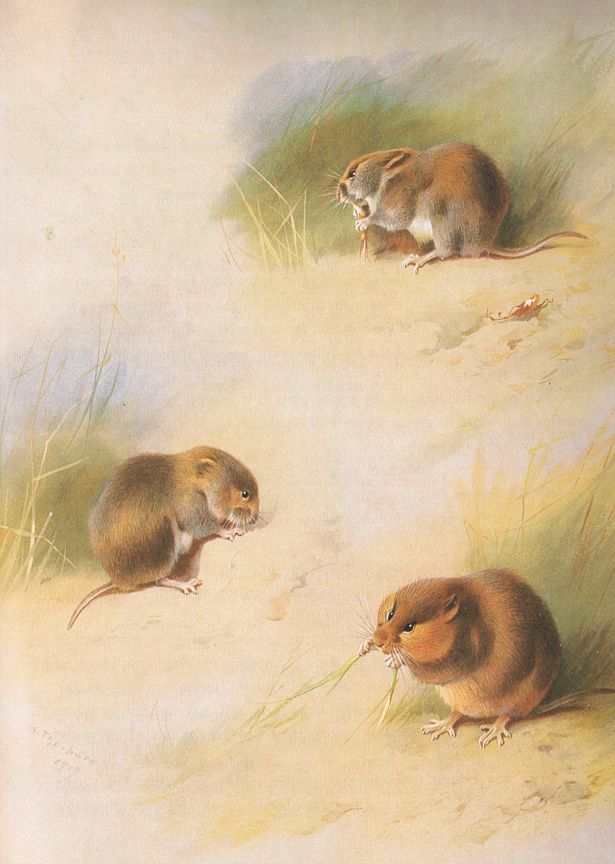Ratazana do campo, Ratazana do banco e Ratazana de Orkney, de Thorburns Mammals publicado por Longmans e Co, c. 1920 de Archibald Thorburn