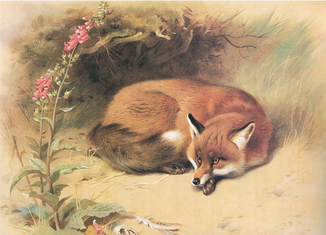 Fox with Foxgloves, da Thorburns Mammals, publicado por Longmans and Co, c. 1920 de Archibald Thorburn