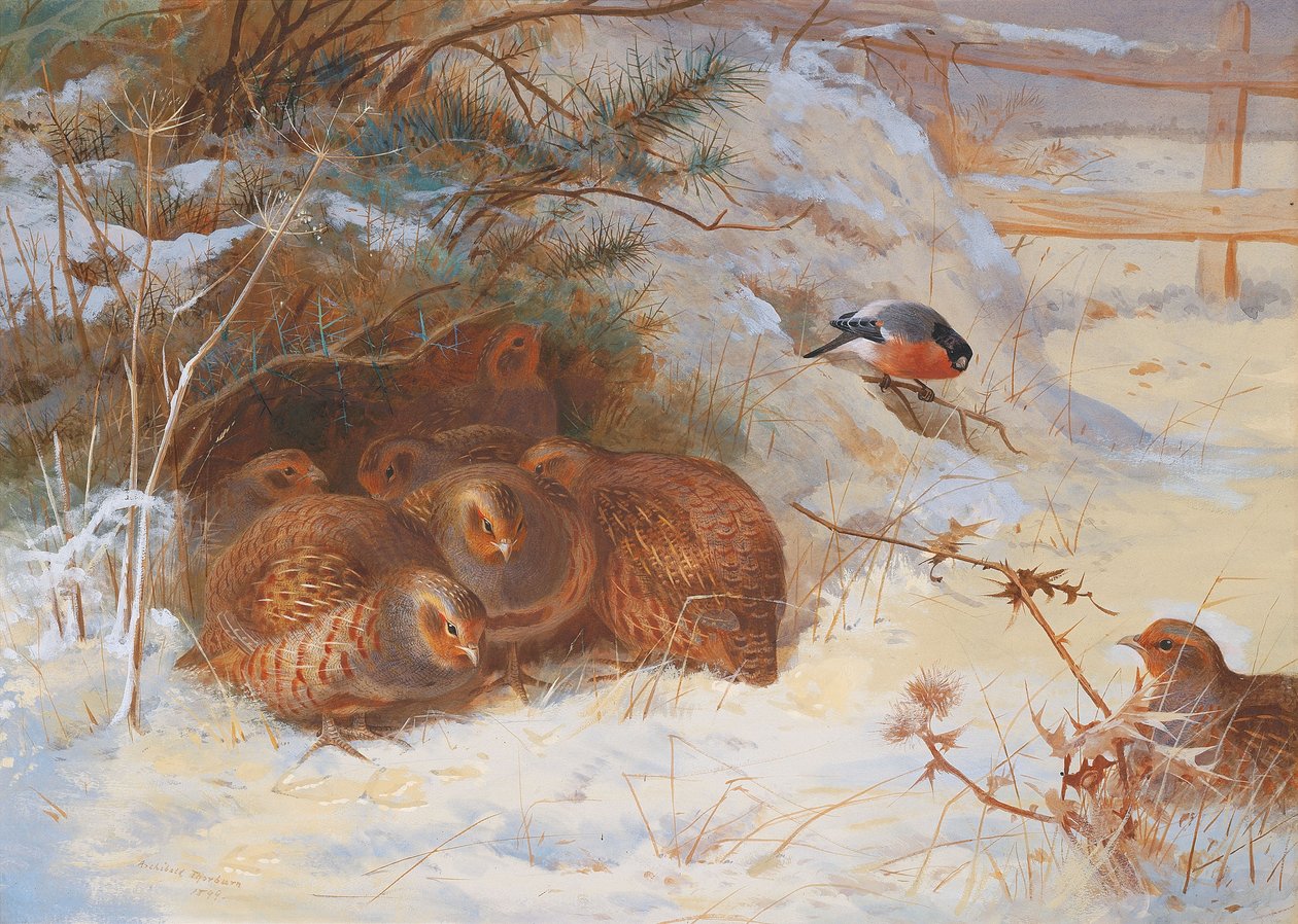 Manhã gelada, faisão no inverno de Archibald Thorburn