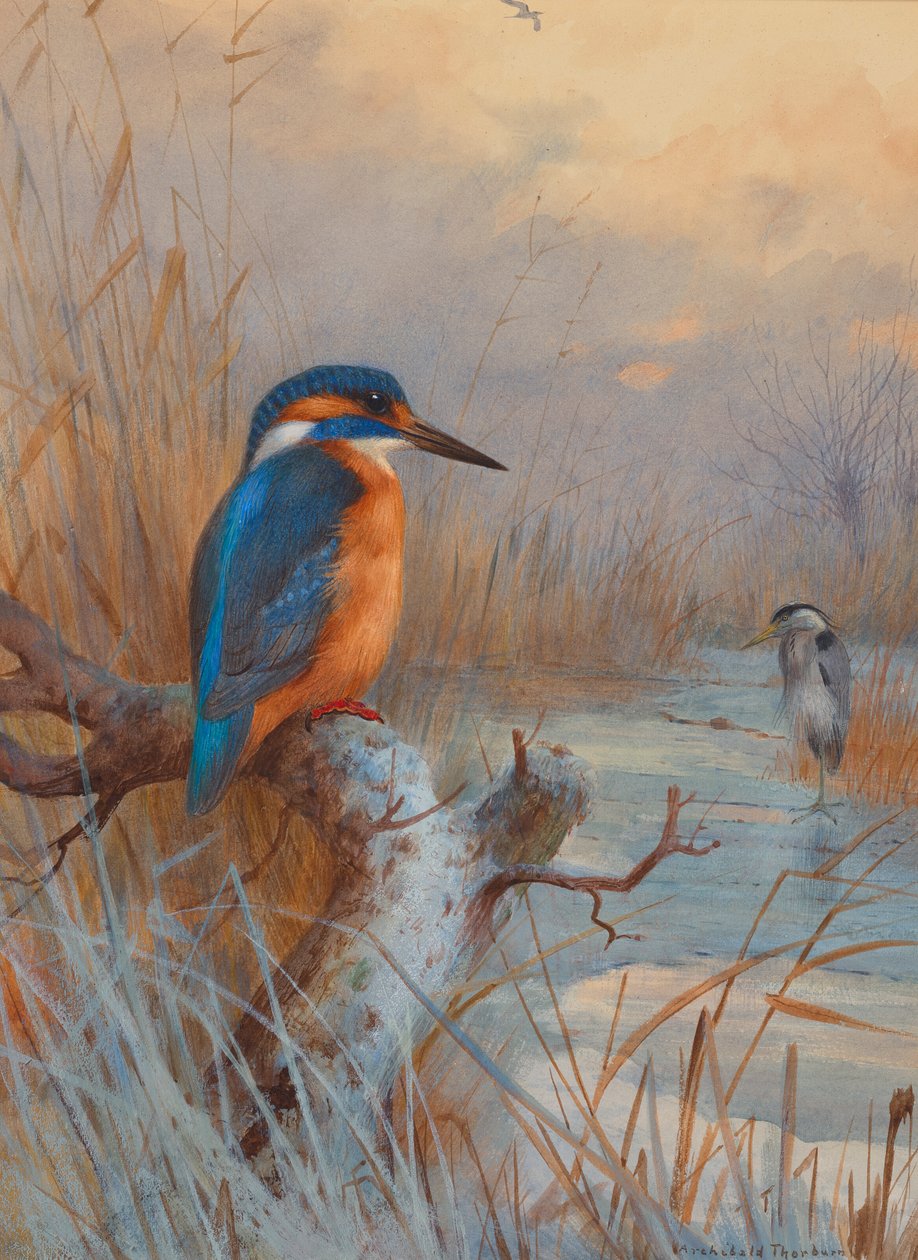 Congelados - Pescadores: Martim-pescador e garça-real numa paisagem de inverno de Archibald Thorburn