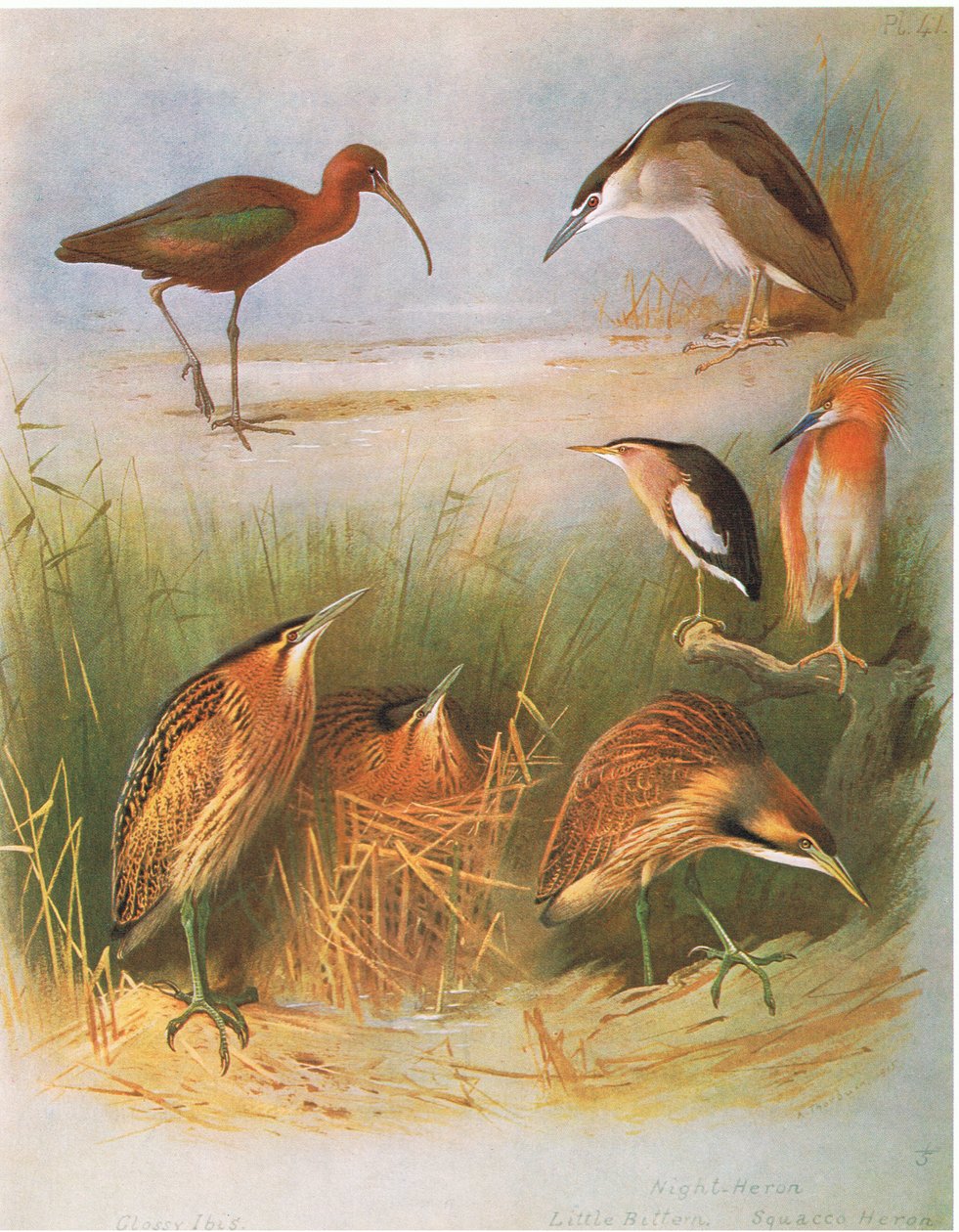 Íbis lustrosos, água-mãe comum, garça-real, garça-real, garça-real, bolinho americano, pub. por Book Club Associates, 1972 de Archibald Thorburn