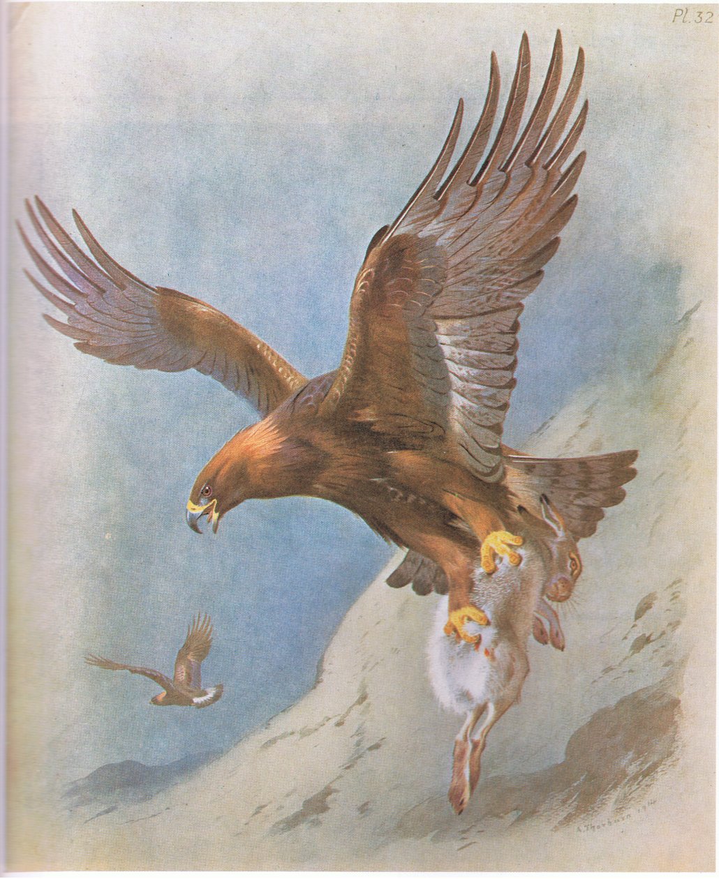 Águia dourada e montanha lebre, pub. por Book Club Associates, 1972 de Archibald Thorburn