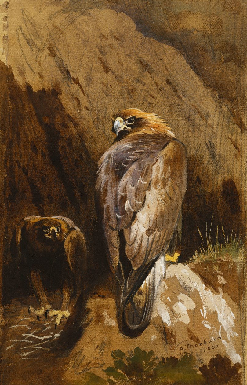 Águias douradas em seu ninho de Archibald Thorburn