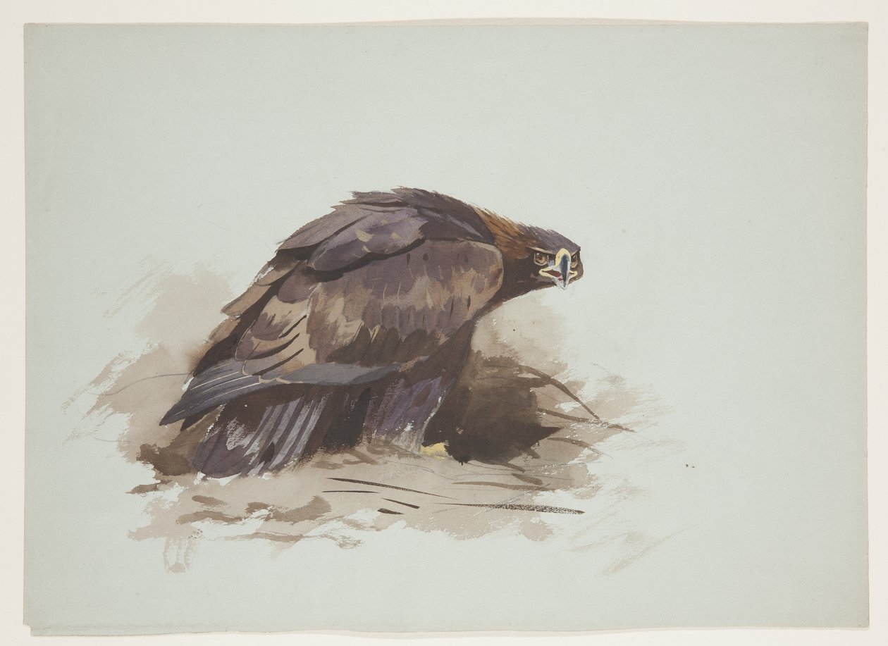 Águia dourada, c.1915 (aguarela e cor de corpo sobre lápis sobre papel) de Archibald Thorburn