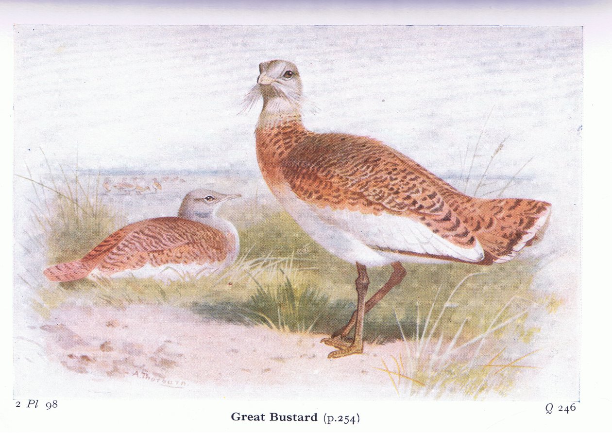 Abetarda, de aves das Ilhas Britânicas e seus ovos publicado por Frederick Warne & Co Ltd, 1958 de Archibald Thorburn
